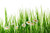 Jual Poster Camomiles White background Grass WPS