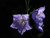 Jual Poster Campanula Closeup Black background Violet WPS 002