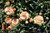 Jual Poster Carnations Flower bud WPS