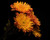 Jual Poster Chrysanthemums Closeup Black background Orange WPS 003