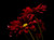 Jual Poster Chrysanthemums Closeup Black background Wine color WPS 003