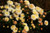 Jual Poster Chrysanthemums Closeup WPS 015