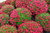 Jual Poster Chrysanthemums Many Red WPS