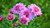 Jual Poster Chrysanthemums Pink color WPS