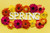 Jual Poster Chrysanthemums Spring Colored background WPS