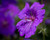 Jual Poster Closeup Geranium Bokeh Violet Drops WPS