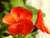Jual Poster Closeup Geranium Red WPS