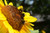 Jual Poster Closeup Insects Sunflowers Bumblebee WPS