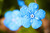 Jual Poster Closeup Macro Forget me not Myosotis Bokeh Light WPS