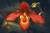Jual Poster Closeup Orchid Bokeh Red WPS