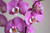 Jual Poster Closeup Orchid Violet WPS