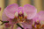 Jual Poster Closeup Orchid WPS 001