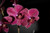 Jual Poster Closeup Orchid WPS 002