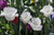 Jual Poster Closeup Tulips White WPS