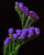 Jual Poster Closeup Wavyleaf sea lavender Limonium sinuatum WPS