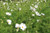 Jual Poster Cosmos plant White Flower bud WPS