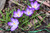 Jual Poster Crocuses Closeup Violet WPS 019