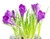 Jual Poster Crocuses Closeup WPS 002
