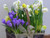 Jual Poster Crocuses Daffodils Chicks Bowknot WPS
