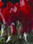 Jual Poster Cyclamen Closeup Red Flower bud WPS