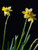 Jual Poster Daffodils Closeup Black background Three 3 WPS