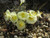Jual Poster Daffodils Closeup Stones Narcissus romieuxii WPS