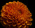 Jual Poster Dahlias Closeup Black background Orange WPS 001