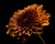 Jual Poster Dahlias Closeup Black background Orange WPS 002