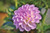 Jual Poster Dahlias Closeup Bokeh Pink color WPS