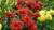 Jual Poster Dahlias Closeup WPS 006