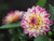 Jual Poster Dahlias Closeup WPS 026