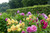 Jual Poster Dahlias Many WPS 001
