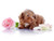 Jual Poster Dogs Roses White background Puppy Petals WPS