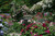 Jual Poster England Gardens Roses WPS 003