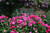 Jual Poster England Gardens Roses WPS 004