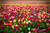 Jual Poster Fields Tulips Many Multicolor WPS