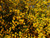 Jual Poster Flowering trees Many Kerria Japonica Yellow WPS
