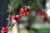 Jual Poster Flowering trees quince tree Bokeh Pink color WPS