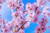 Jual Poster Flowering trees Sakura Branches WPS 001