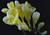 Jual Poster Freesia Closeup Black background Yellow WPS 001