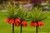 Jual Poster Fritillaria Red WPS
