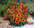Jual Poster Gazania Many WPS