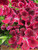 Jual Poster Geranium Closeup Pelargonium Wine color WPS