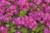 Jual Poster Geranium Many Pink color WPS