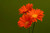 Jual Poster Gerberas Three 3 Orange Colored background WPS