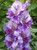 Jual Poster Gladioluses Closeup WPS 004
