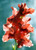 Jual Poster Gladioluses Closeup WPS 015