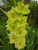Jual Poster Gladioluses Closeup Yellow green WPS