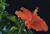 Jual Poster Hibiscus Closeup Black background Orange HDR WPS