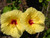 Jual Poster Hibiscus Closeup Yellow Two WPS